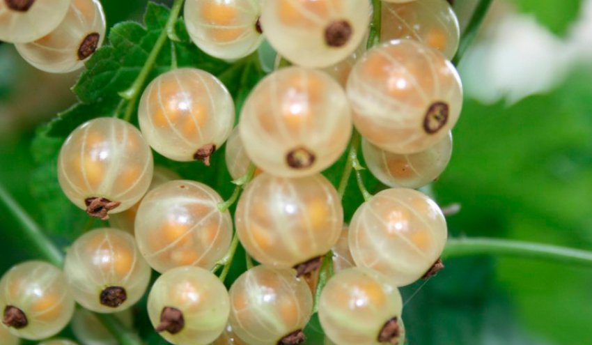 Сорт білої смородини Біла Фея