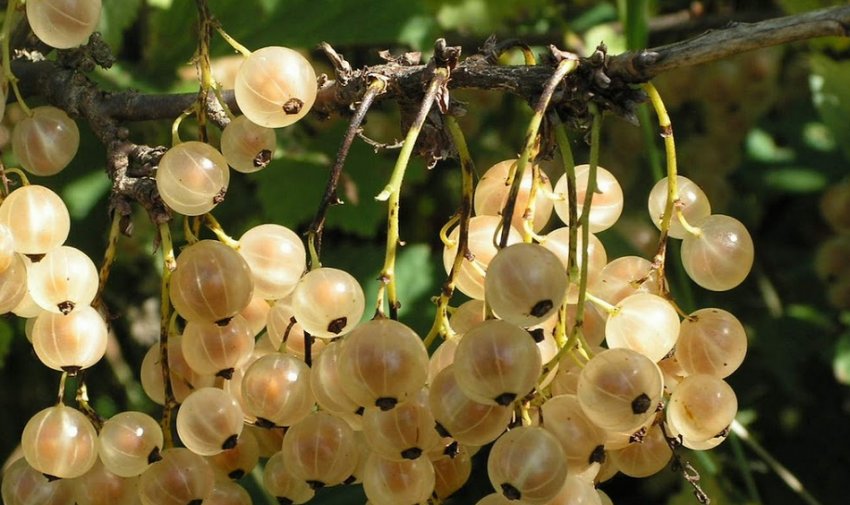 Сорт білої смородини Біла Фея