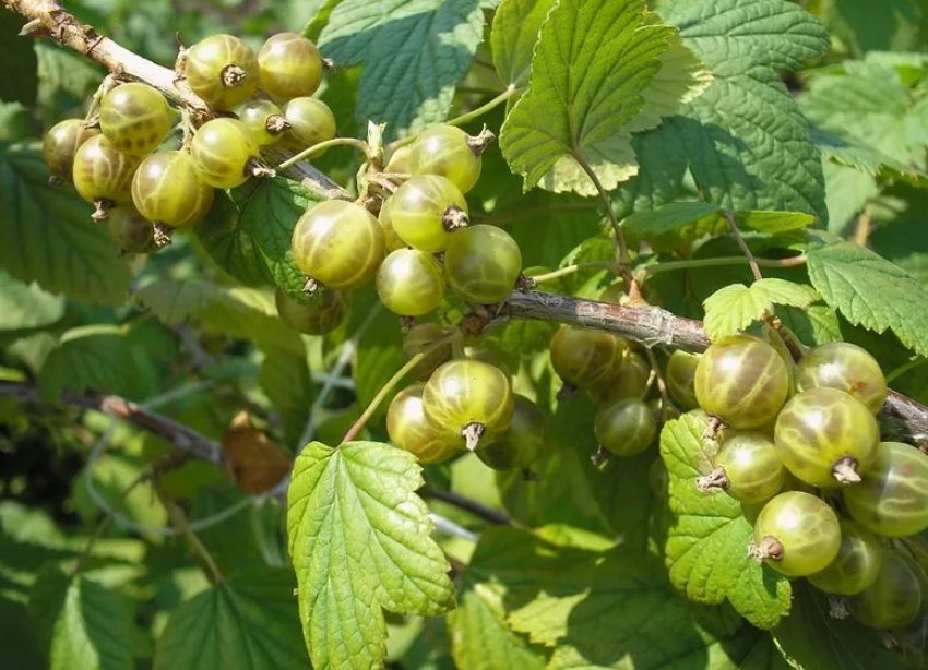 Смородина Золото Інків