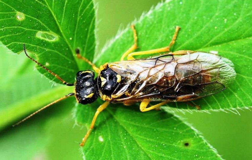 Жовтий аґрусовий пильщик