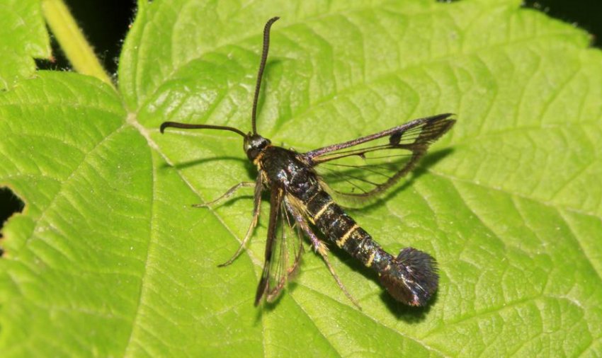 Смородинная стеклянница