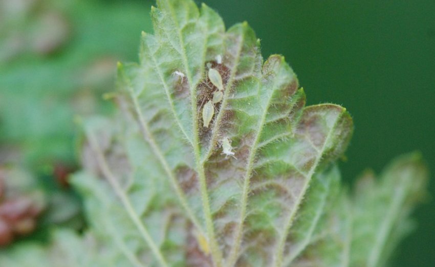 Галова попелиця