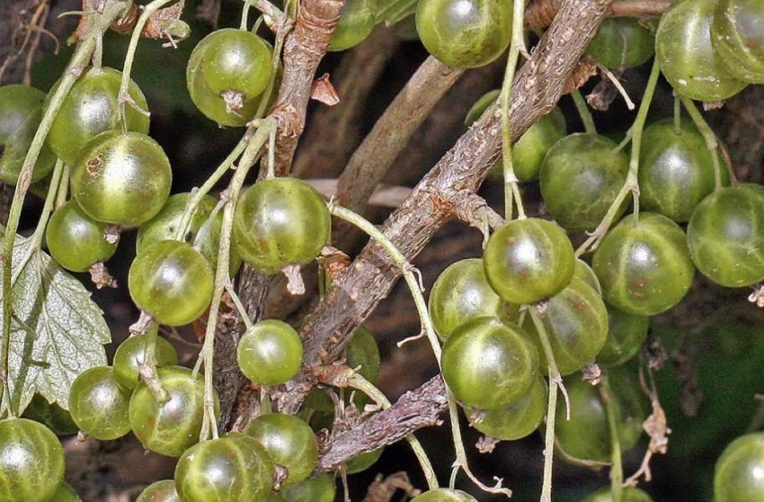 Смородина Смарагдове намисто