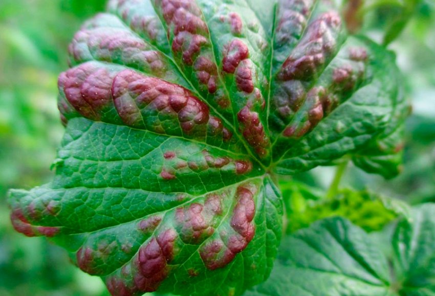 Антракноз смородини