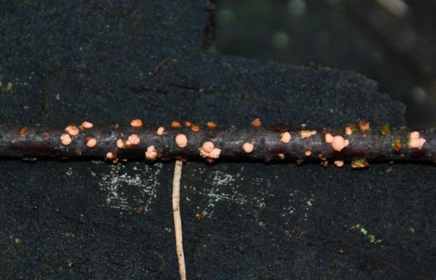 Нектриевый некроз