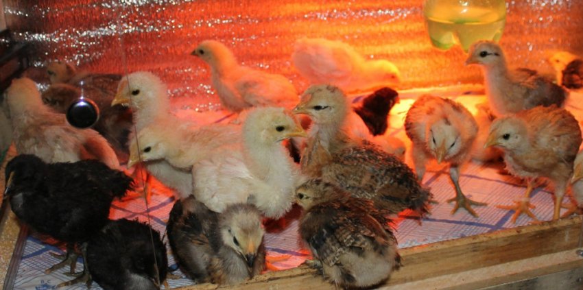 Освітлення для курчат