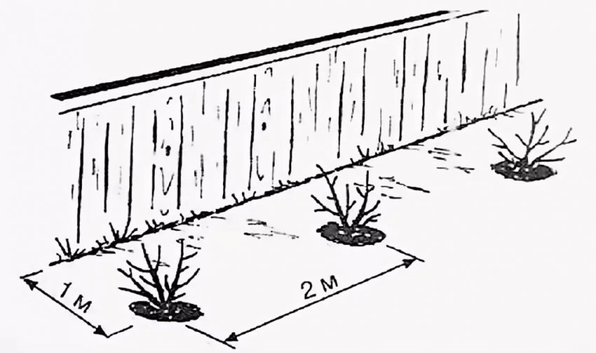 Место посадки смородины