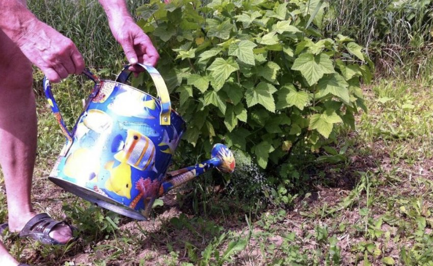 Смородина валентиновка срок созревания. 98715.pu0pvo.850. Смородина валентиновка срок созревания фото. Смородина валентиновка срок созревания-98715.pu0pvo.850. картинка Смородина валентиновка срок созревания. картинка 98715.pu0pvo.850. Добавить в избранное