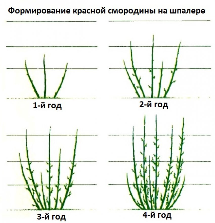 Смородина валентиновка срок созревания. 98744.pu0qt0.850. Смородина валентиновка срок созревания фото. Смородина валентиновка срок созревания-98744.pu0qt0.850. картинка Смородина валентиновка срок созревания. картинка 98744.pu0qt0.850. Добавить в избранное
