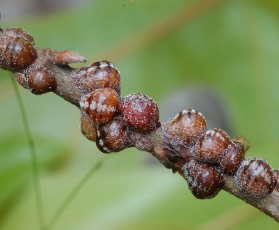 Як позбутися від вербової щитівки на смородині