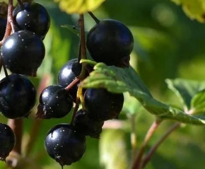 Чорна смородина Титанія — основні характеристики сорту