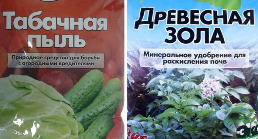 Щитовка на смородине и меры борьбы с ними. 98799.pu0sso.850. Щитовка на смородине и меры борьбы с ними фото. Щитовка на смородине и меры борьбы с ними-98799.pu0sso.850. картинка Щитовка на смородине и меры борьбы с ними. картинка 98799.pu0sso.850. Для получения достойного урожая смородины необходимо следить за здоровьем насаждений. Под этим подразумевается должный уход и своевременная профилактика от заболеваний и насекомых. Особую опасность представляет щитовка на смородине. Как бороться с ней, подробно рассмотрено в статье.