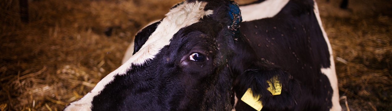 Тимпания рубца у коровы: симптомы и лечение