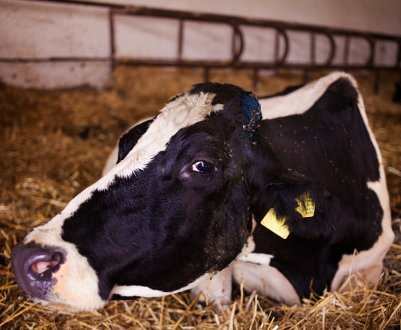 Тимпанія рубця у корови: симптоми та лікування