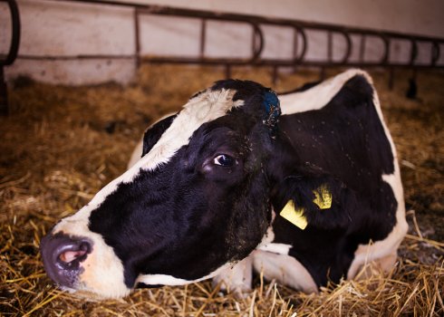 Тимпанія рубця у корови: симптоми та лікування