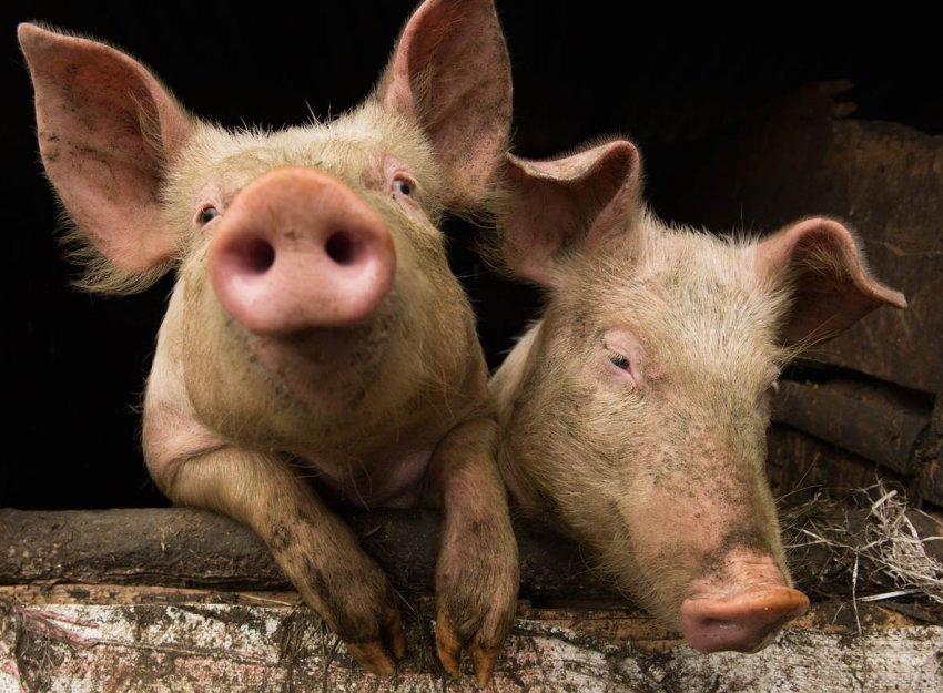 Африканська чума свиней обходиться Ханою в чутливу суму