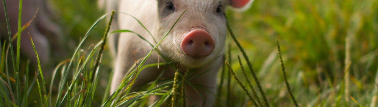 Африканська чума свиней обходиться Ханою в чутливу суму