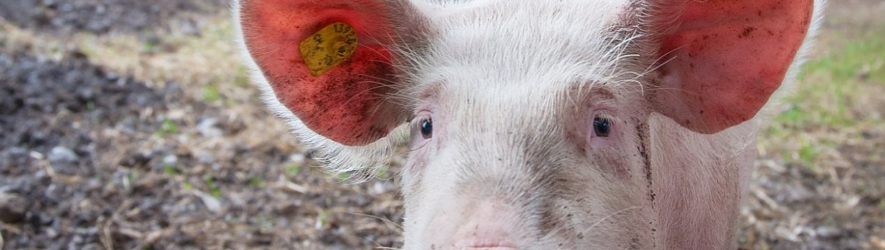 У Південній Африці після спалаху АЧС починається інформаційна компанія