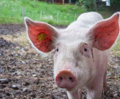 У Південній Африці після спалаху АЧС починається інформаційна компанія