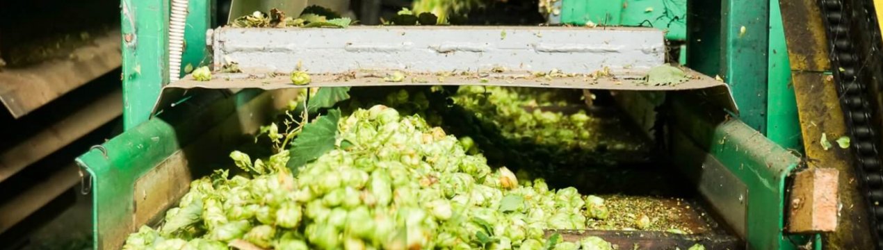 Чуваські аграрії протестують вітчизняну хмелесушилку