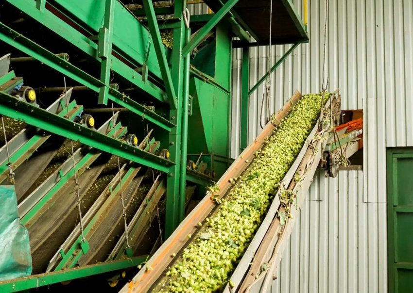 Чуваські аграрії протестують вітчизняну хмелесушилку Чуваські аграрії протестують вітчизняну хмелесушилку