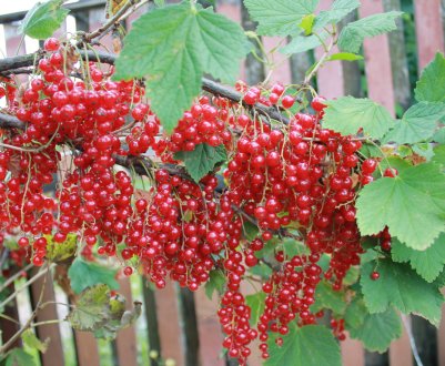 Сорт червоної смородини Ролан: плюси і мінуси