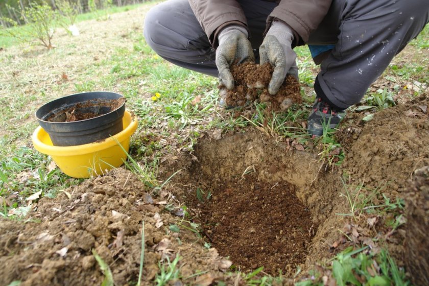 Посадочная яма и почва для посадки смордины