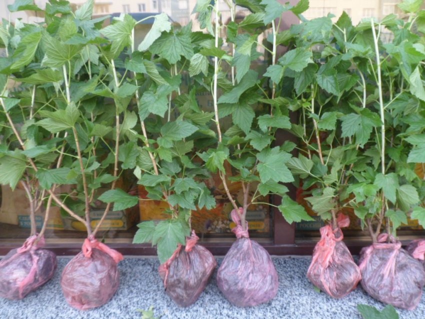 Сорта черной смородины ролан. 98833.pu0vhc.850. Сорта черной смородины ролан фото. Сорта черной смородины ролан-98833.pu0vhc.850. картинка Сорта черной смородины ролан. картинка 98833.pu0vhc.850. Одна из самых любимых садовых ягод — смородина. Сладкие сорта смородины полюбились многим дачникам. Какая бывает смородина, и почему она так популярна в нашей стране? Ответ кроется в ее вкусовых, питательных и целебных свойствах. Опытные садоводы выращивают различные виды и сорта ягоды, каждые из которых имеют свои особенности.