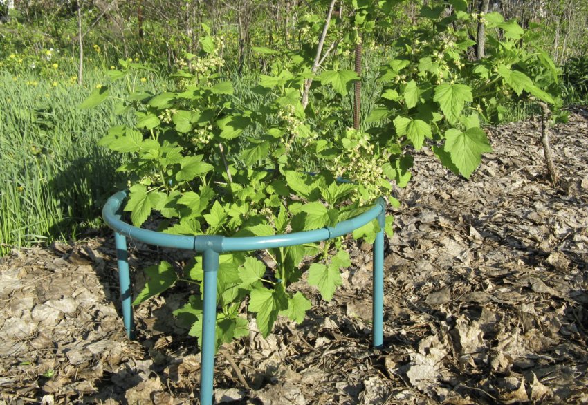 Сорта черной смородины ролан. 98836.pu0vzo.850. Сорта черной смородины ролан фото. Сорта черной смородины ролан-98836.pu0vzo.850. картинка Сорта черной смородины ролан. картинка 98836.pu0vzo.850. Одна из самых любимых садовых ягод — смородина. Сладкие сорта смородины полюбились многим дачникам. Какая бывает смородина, и почему она так популярна в нашей стране? Ответ кроется в ее вкусовых, питательных и целебных свойствах. Опытные садоводы выращивают различные виды и сорта ягоды, каждые из которых имеют свои особенности.