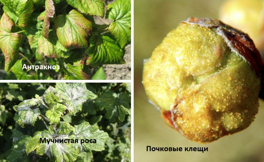 Сорта черной смородины ролан. 98840.pu0wto.850. Сорта черной смородины ролан фото. Сорта черной смородины ролан-98840.pu0wto.850. картинка Сорта черной смородины ролан. картинка 98840.pu0wto.850. Одна из самых любимых садовых ягод — смородина. Сладкие сорта смородины полюбились многим дачникам. Какая бывает смородина, и почему она так популярна в нашей стране? Ответ кроется в ее вкусовых, питательных и целебных свойствах. Опытные садоводы выращивают различные виды и сорта ягоды, каждые из которых имеют свои особенности.