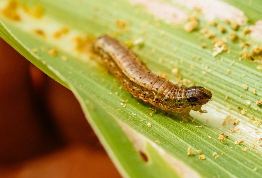 В Китаї у великій кукурудзяної провінції виявлено «армійський хробак» В Китаї у великій кукурудзяної провінції виявлено «армійський хробак»