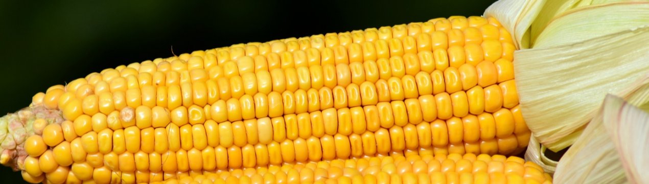 У Китаї у великій кукурудзяної провінції виявлено «армійський хробак»