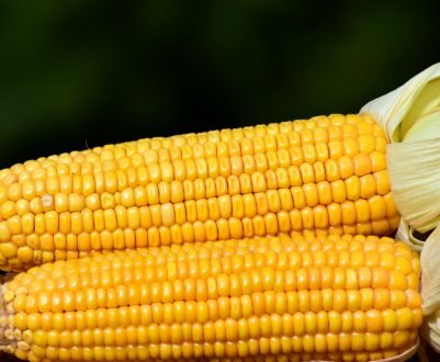 У Китаї у великій кукурудзяної провінції виявлено «армійський хробак»