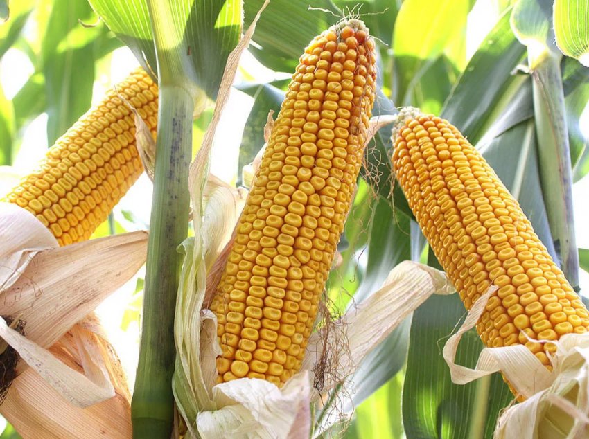 В Китаї у великій кукурудзяної провінції виявлено «армійський хробак» В Китаї у великій кукурудзяної провінції виявлено «армійський хробак»