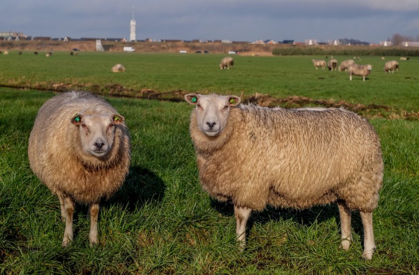 Фермери Великобританії кажуть, що внутрішній ринок так само важливий, як і зовнішня торгівля
