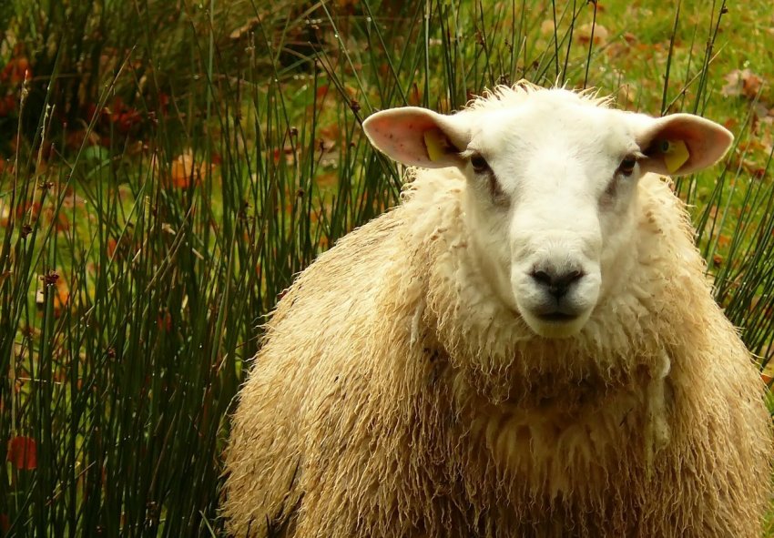 Фермери Великобританії кажуть, що внутрішній ринок так само важливий, як і зовнішня торгівля