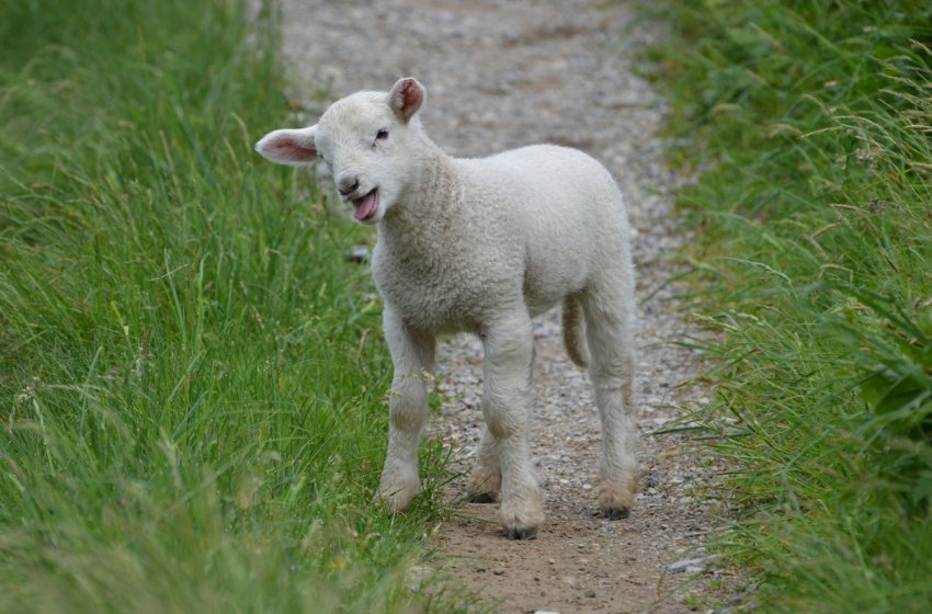 Brexit в жовтні без угоди несе «величезний ризик» для сектора червоного м'яса Уельсу Brexit в жовтні без угоди несе «величезний ризик» для сектора червоного м'яса Уельсу