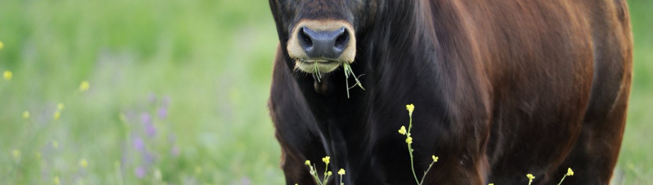 В Ірландії початок відчуватися вплив угоди ЄС з Mercosur
