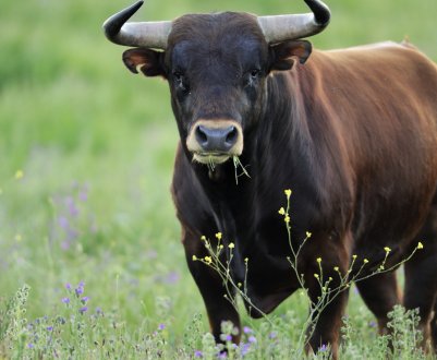 В Ірландії початок відчуватися вплив угоди ЄС з Mercosur 