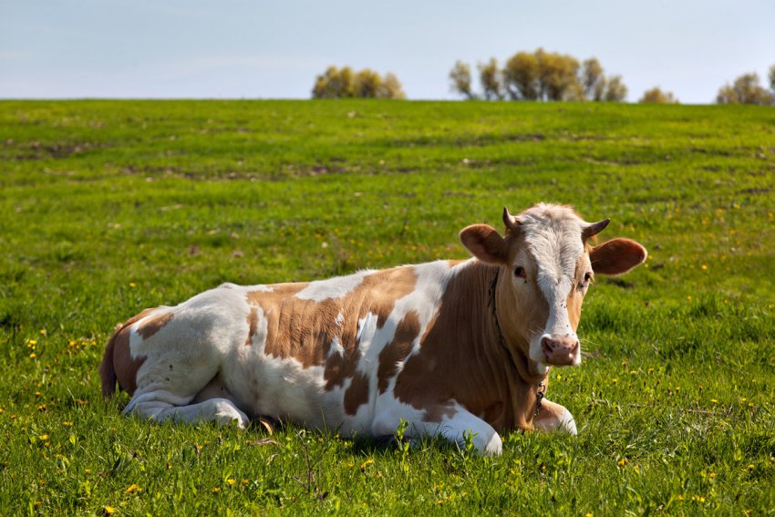В Ірландії початок відчуватися вплив угоди ЄС з Mercosur В Ірландії початок відчуватися вплив угоди ЄС з Mercosur