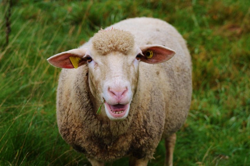 В Ірландії початок відчуватися вплив угоди ЄС з Mercosur В Ірландії початок відчуватися вплив угоди ЄС з Mercosur