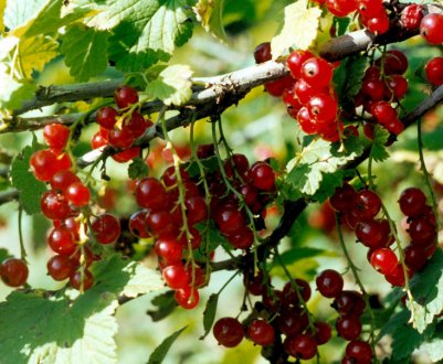 Сорт червоної смородини Тетяна: переваги і недоліки, смакові якості