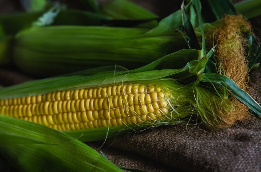 В США стан посівів кукурудзи і сої поліпшується незначно В США стан посівів кукурудзи і сої поліпшується незначно