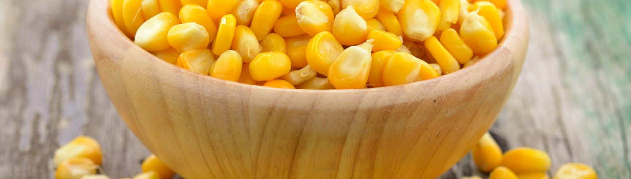 В США стан посівів кукурудзи і сої поліпшується незначно