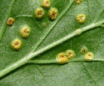 Бокальчатая іржа на кущах смородини