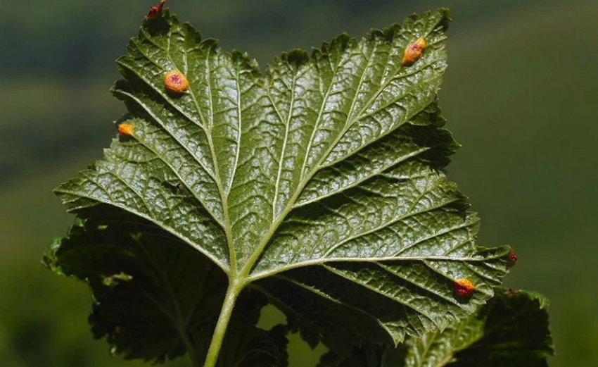 Бокальчатая іржа смородини