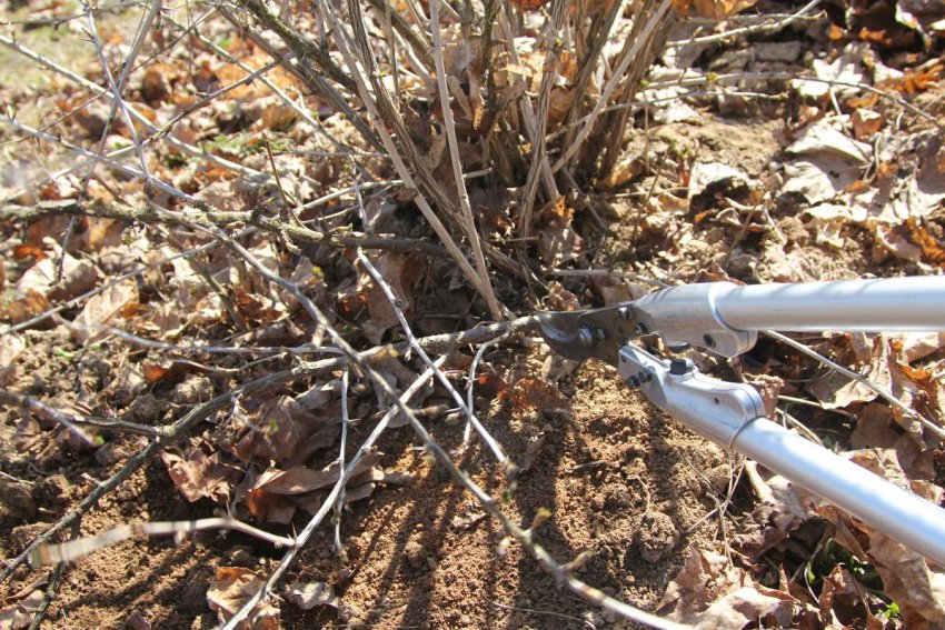 Помилки при обрізанні агрусу Помилки при обрізанні агрусу