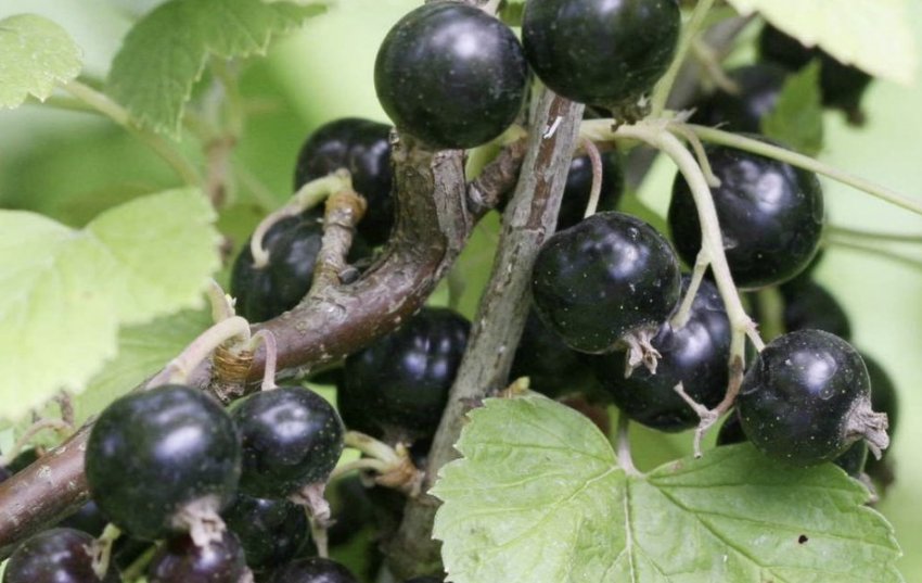 Чорна смородина Загадка