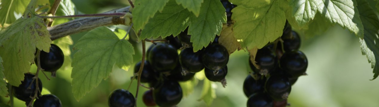 Смородина чорна Загадка — основні характеристики сорту