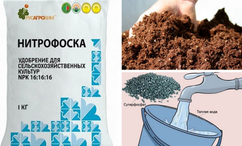 Смородина татьянин день красная смородина. 98895.pu22jc.850. Смородина татьянин день красная смородина фото. Смородина татьянин день красная смородина-98895.pu22jc.850. картинка Смородина татьянин день красная смородина. картинка 98895.pu22jc.850. Добавить в избранное